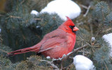 Cardinal, male