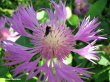 Knapweed   (<em>Centaurea jacea</em>)