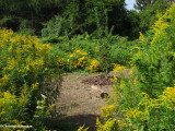 Butterfly meadow