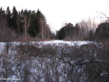 Looking south across the Ravine in late winter