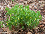 Bellwort  (<em>Uvularia grandiflora</em>)