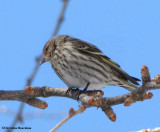 Pine siskin