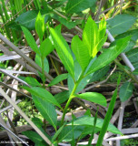 Water willow   (Decodon verticillatus) leaves