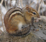 Chipmunk in the snow