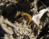Andrenid bee (Andrena dunningi)