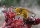 Yellow dung fly  (<em>Scathophaga stercoraria</em> sp.)