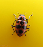 Spotted lady-beetle (<em>Coleomagilla maculata</em>)