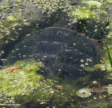 Snapping turtle (<em>Chelydra serpentina</em>)