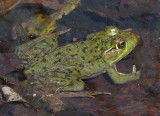 Green frog  (<em>Rana clamitans</em>), in the BYG pond