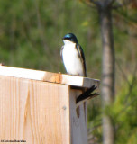 Tree Swallows