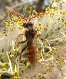 Cuckoo bee (<em>Nomada</em> sp.)