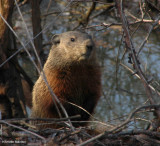 Groundhog