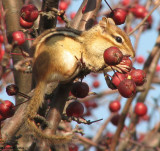 Stocking up for winter on the crabapples