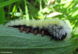 Virginia ctenucha moth caterpillar (<em>Ctenucha virginica</em>) , #8262