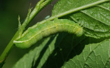 Speckled Green Fruitworm (<em>Orthosia hibisci</em>), #10495