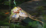 Green frogs (<em>Rana clamitans</em>) fighting