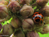 Asian ladybeetle (<em>Harmonia</em>) and aphids