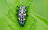 Ladybeetle larva, possibly Coleomegilla maculata