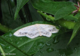 Large lace border moth   (Scopula limboundata), #7159