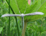 Plume moth