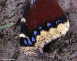 Mourning cloak wing