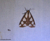 Confused haploa (<em>Haploa confusa</em>)