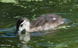 Young Wood duck