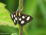 White-spotted sable (<em>Anania funebris</em>), #4958a