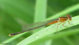 Eastern forktail (<em>Ischnura verticalis</em>), immature female