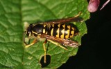 Hybrid or Downy Yellowjacket(<em>Vespula flavopilosa</em>)