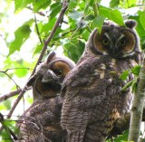 Long-eared owls