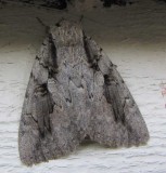 Sweetheart underwing (<em>Catocala amatrix</em>), #8834