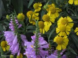 Late summer flowers: Obedient plant and Sneezeweed