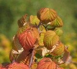 Wild raspberry