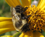 Bumblebee (<em>Bombus</em>)