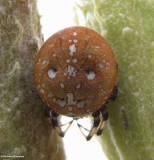 Shamrock orb weaver (<em>Araneus trifolium</em>)