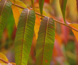 Sumac in the autumn sun