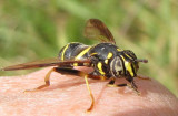 Hover fly (<em>Spilomyia sayi</em>)