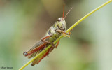Red-legged grasshopper (<em>Melanoplus femurrubrum</em>)