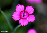 Pink (<em>Dianthus</em>)