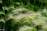 Barley foxtail (<em>Hordeum jubatum</em>)