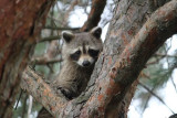 Raccoon