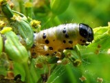 Parsnip webworm caterpillar (<em>Depressaria pastinacella</em>), #0922
