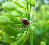 Cobweb spider (<em>Enoplognatha ovata</em>), female