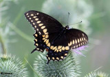 Black swallowtail (em>Papilio polyxenes</em>)