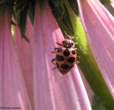 Lady beetle (<em>Coleomagilla maculata</em>) on Coneflower