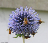 Honey bees  (<em>Apis mellifera</em>)