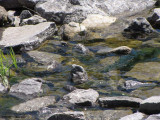 Amphibian pond spillway