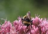 Bumblebee on joe-pye-weed