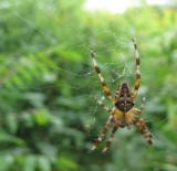 Garden cross orb weaver (<em>Araneus diadematus</em>)